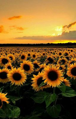 Sunflower Field