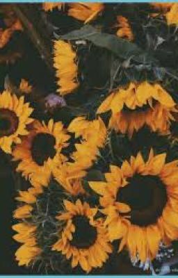 [ sunflower, latte and u ] - hoehyuk (translated)