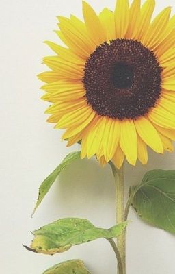 Sunflower~ Looking at You~