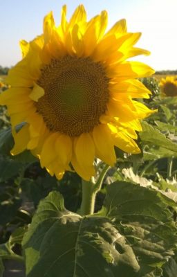 Sunflowers