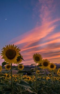 Sunflowers and the Bees