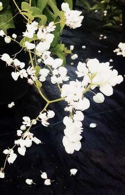 Ta Có Nhau - Summer 2024