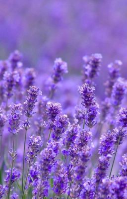 Ta gặp nhau mùa Lavender nở