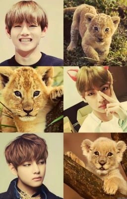 taekook | nuôi nhầm sư tử rồi!