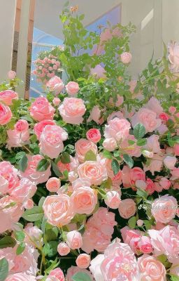 |TAEKOOK| TÌNH YÊU