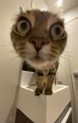 [TBTN] Chung cư bất bình thường