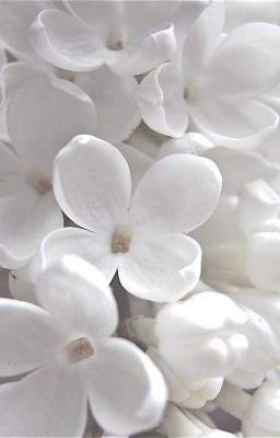 tbtn • lân long • midnight