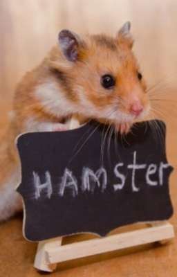 Team Hamster