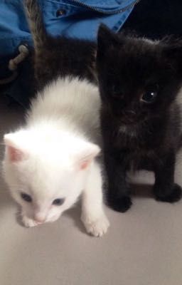 | Textfic - Cường Nguyên | Chống lưng