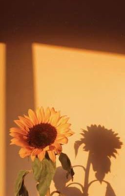 Textfic | Sunflower And The Sun