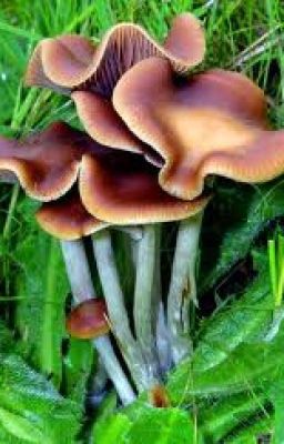 The adventures of Keiko Haubjed - Psilocybe Cyanescens