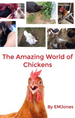 The Amazing World of chickens