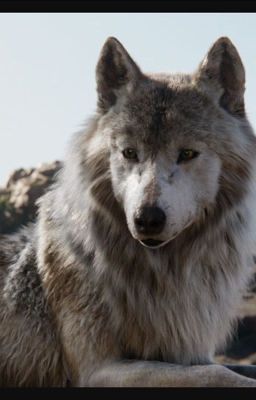 The Avenging Wolf (Avengers Fanfiction)