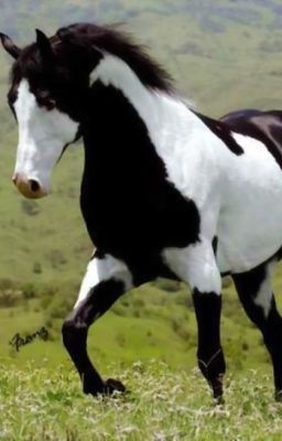 the black and white pony