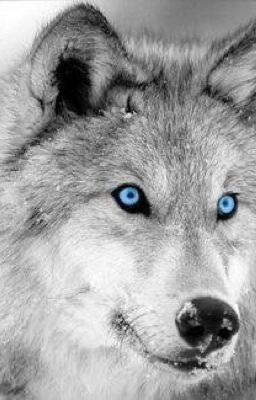 The Blue Eyed Wolf.