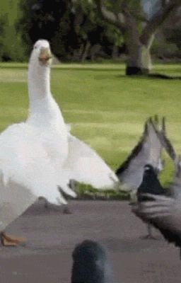 The Dancing Duck