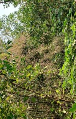 Thế giới CreativeFree