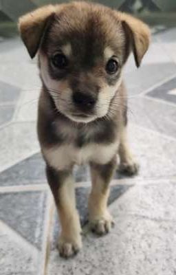 Thế giới của em chính là anh