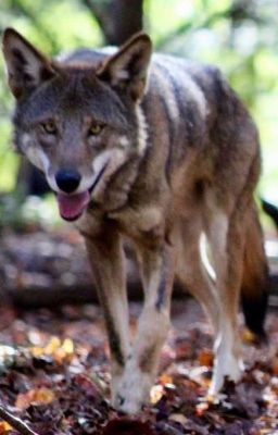 The Great Howlers Wolf Sanctuary