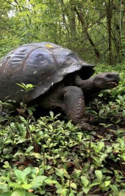 The History of the Noble Tortoise