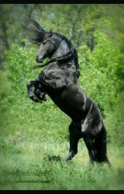 The Legend Of The Wild Black Stallion