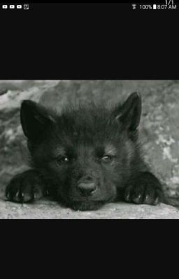 the lone baby wolf