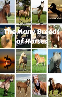 The Many Breeds of Horses