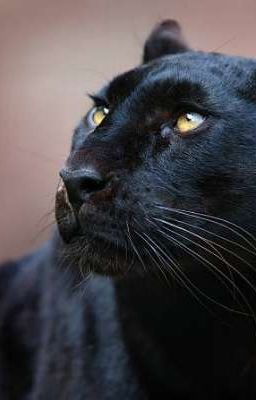 The Story of the Black Panthers 