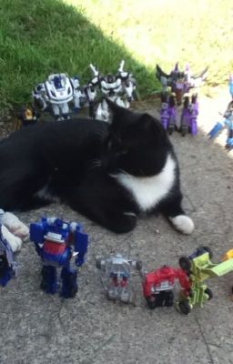 The Transformers are real!!!