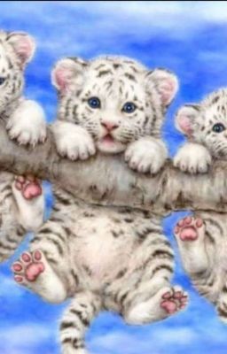 The Triplet Phoniex Tiger Cubs