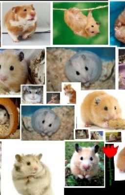 The Ultimate Hamster Care Guide