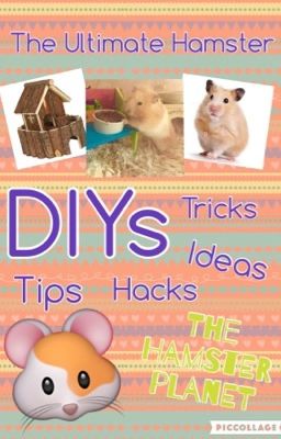 The Ultimate Hamster DIYs