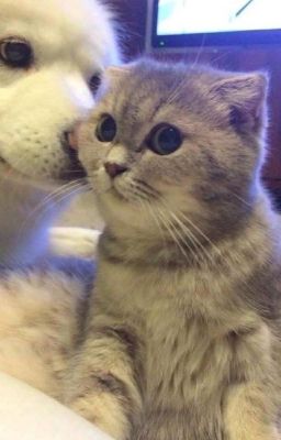 [Thế Vĩ Hồng Cường] Anh trợ giảng