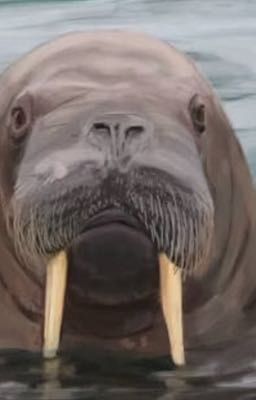 The Walruses Are Coming