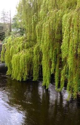 The Weeping Willow