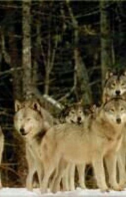 The Wolf Pack