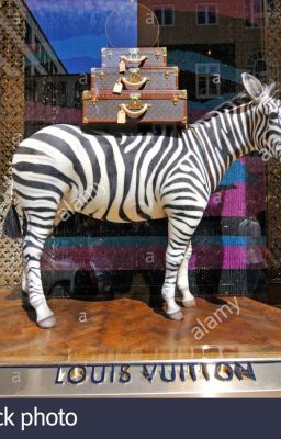 the zebra in the window