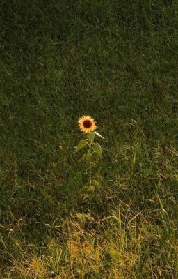 [Thịnh Sơn] Dương Quang