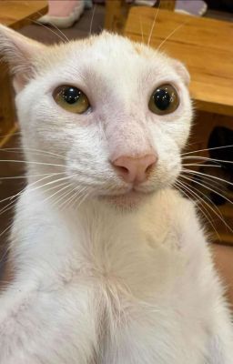 Thụ Chính? Công chính là cái chó gì, thằng gay chết tiệt này!!!!