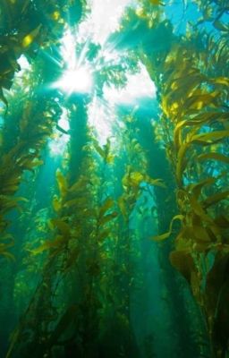 Tide By The Undertow [JJK!Various!AU X Reader]