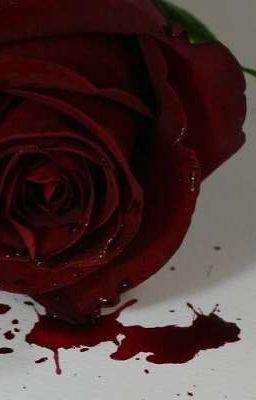 tớ chưa bao giờ hối hận