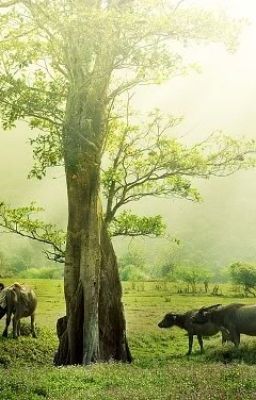 Tổ quốc nhìn từ tình yêu em - HaiiYangg