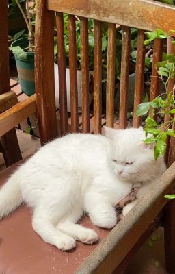 [TobiIzu] Anh và mứt dâu tây