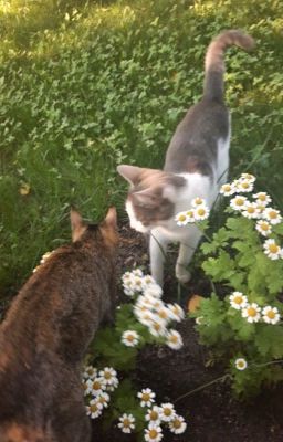 [Tokyorevengers] Một chút truyện nho nhỏ