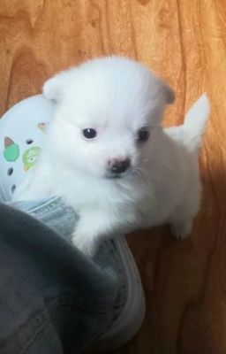 tonbin • Bao giờ ly hôn?