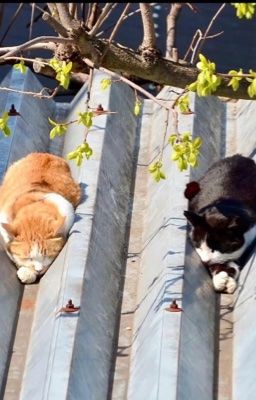 trans - choker| cưỡng chế yêu thương