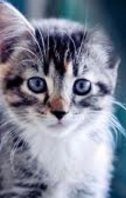 Tribe Cat Names~