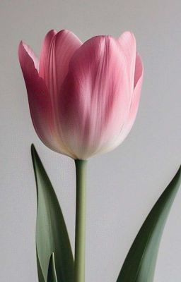 [TRUYỆN NGẮN] HOA TULIP HỒNG