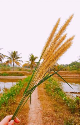 Truyện ngắn và thơ