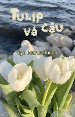 Tulip và cậu